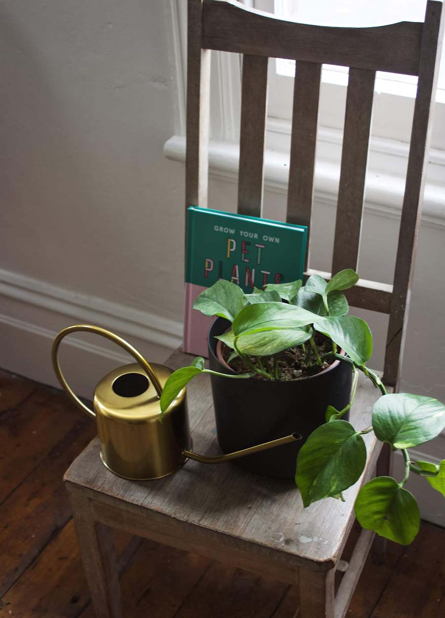 Devil's Ivy in black pot